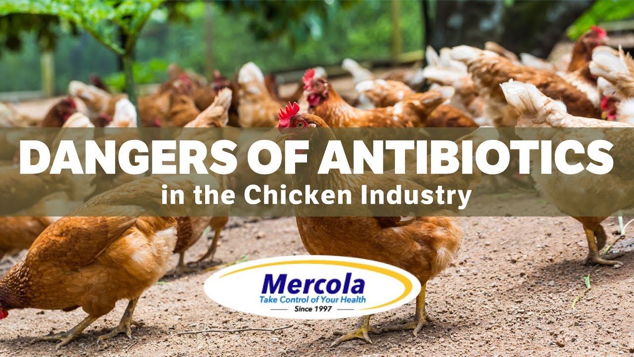 Image result for Dr. Mercola Interviews Maryn McKenna About the Dangers of Antibiotics in the Chicken Industry