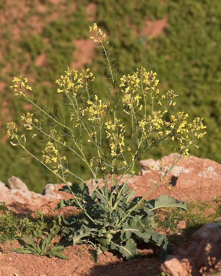 Brassica oleracea - Wild Cabbage or Wild Mustard