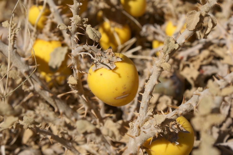 Solanum incanum