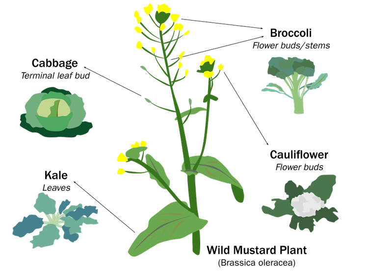 Selective Breeding of the Wild Mustard Plant