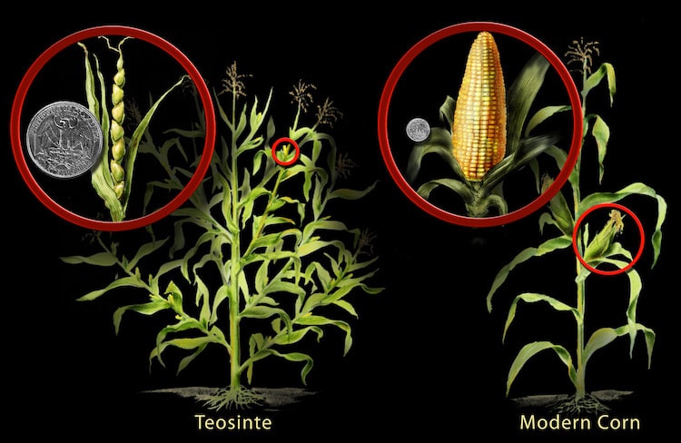 Development of Corn