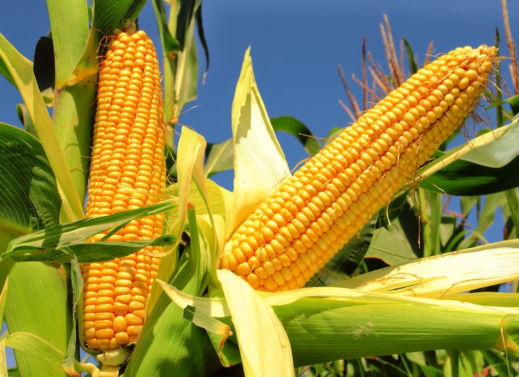 History of Corn