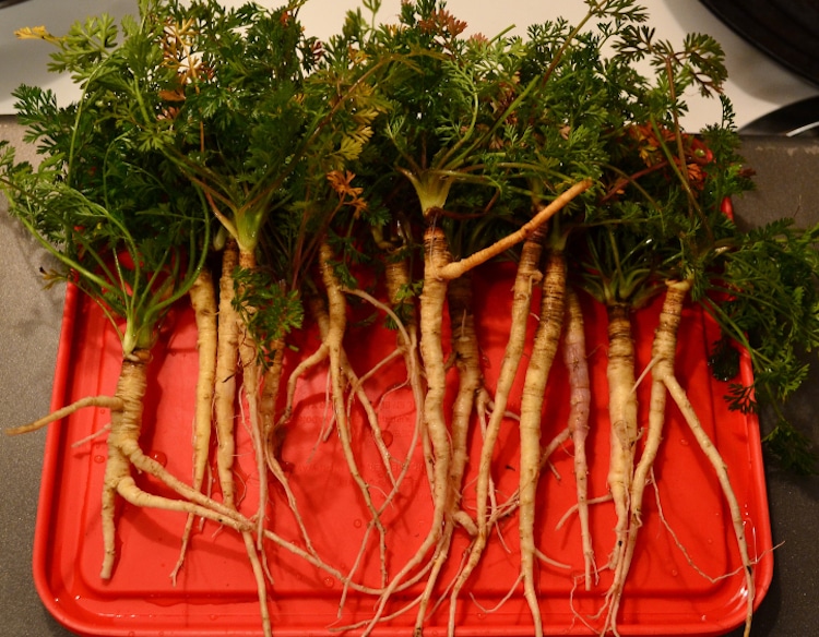 Wild Carrots